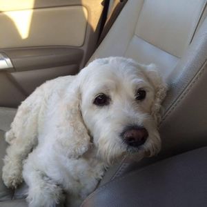 Meet your Posher, Susan